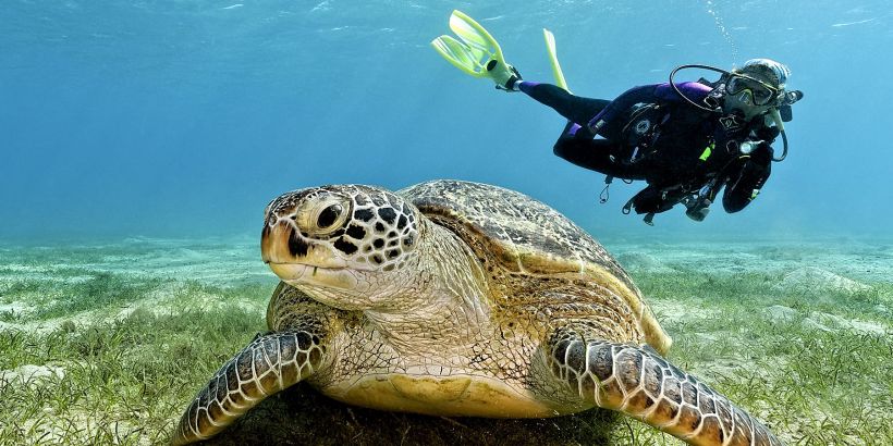 Red Sea Day Diving