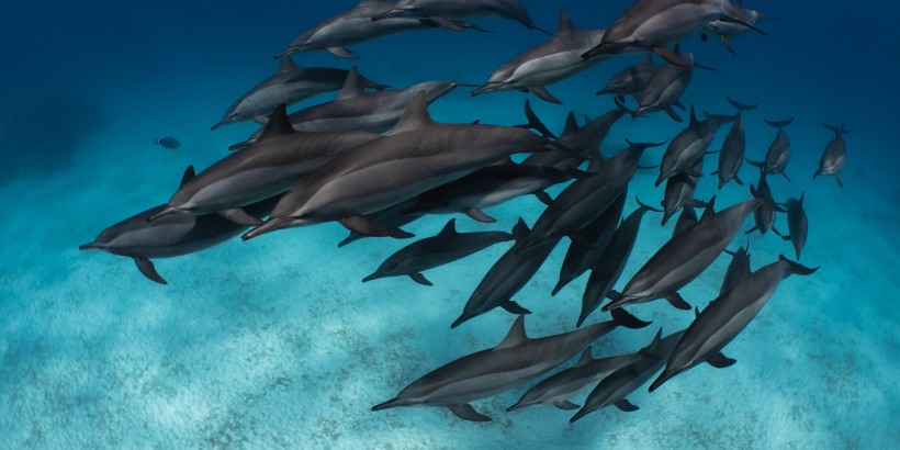 Dolphins, Egypt