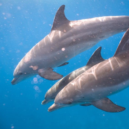 Dolphins, Red Sea