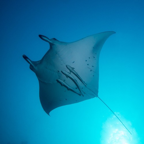 Manta, Maldives