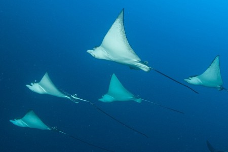 Diving Maldives