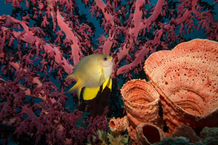 Reef, Indonesia