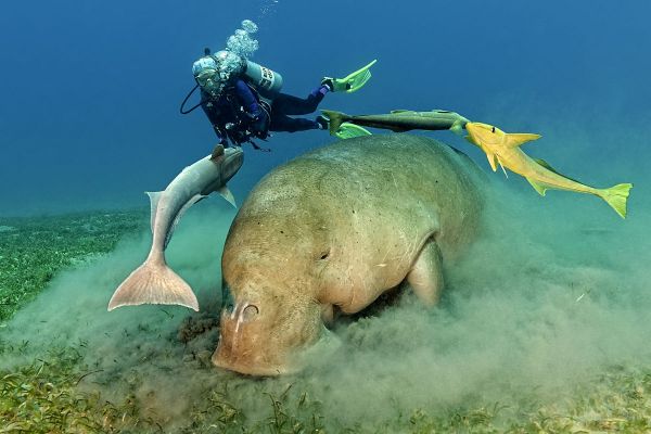 Dugong Appreciation Course