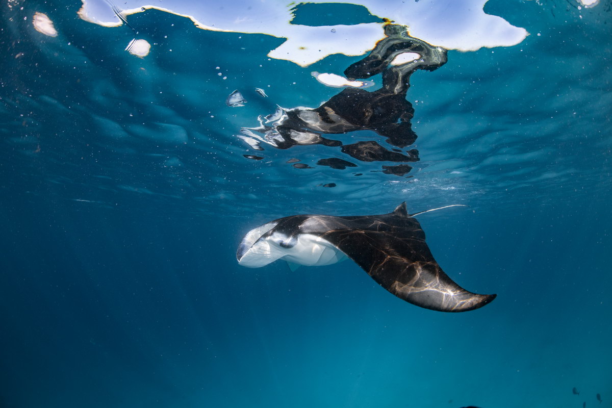 Manta