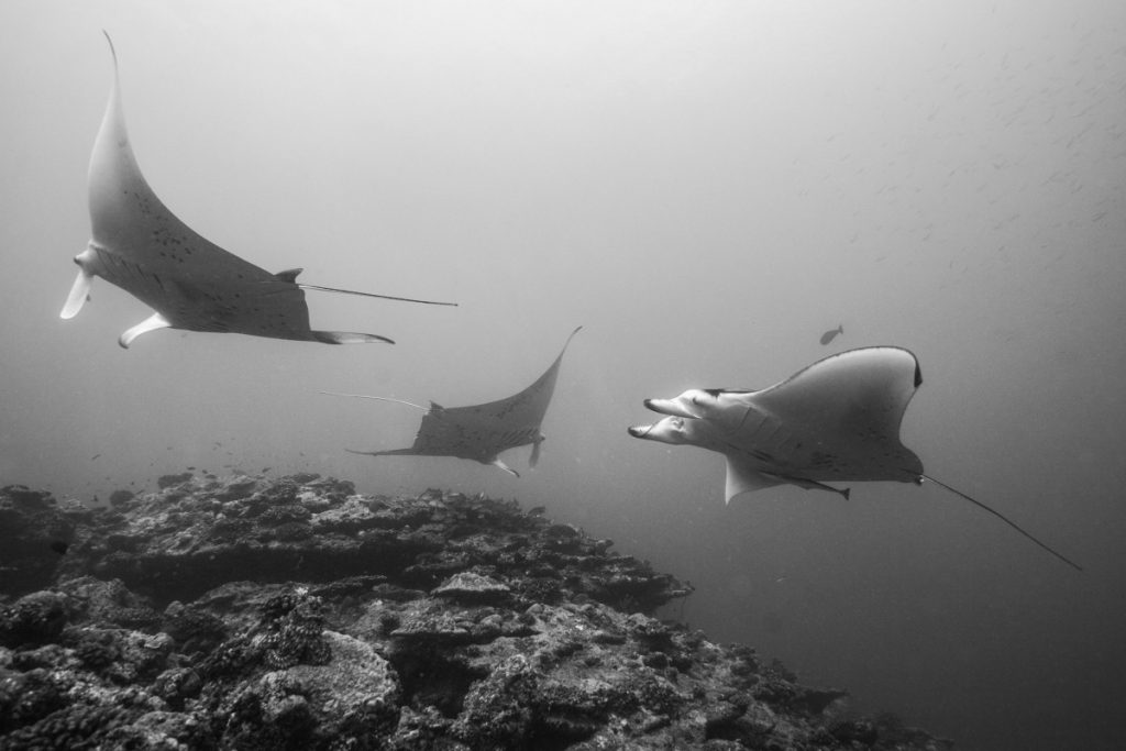 Dive with Mantas