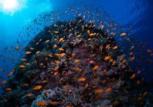 Marsa Alam Day Diving