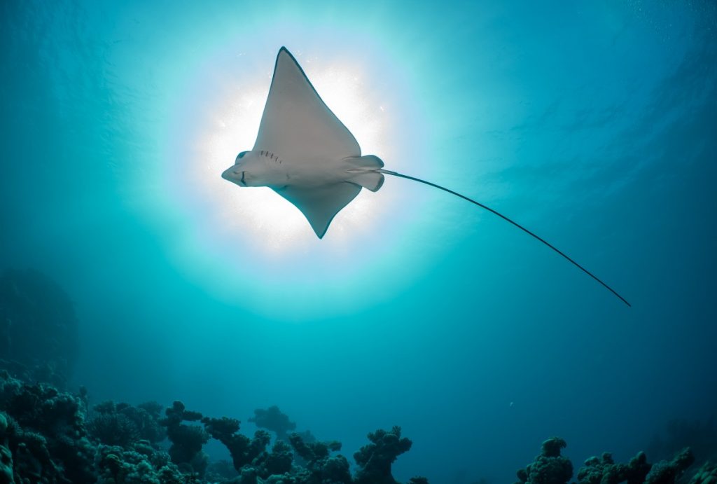 Marsa Alam Diving