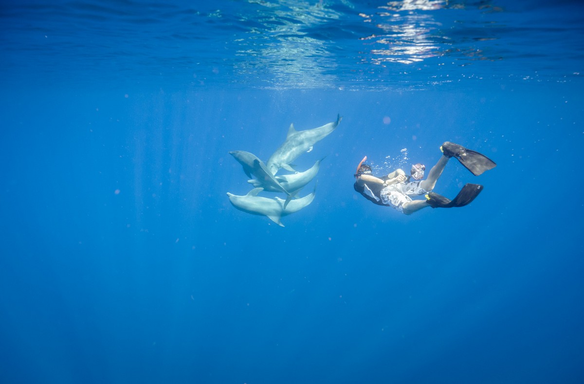 Snorkeling with dolphins