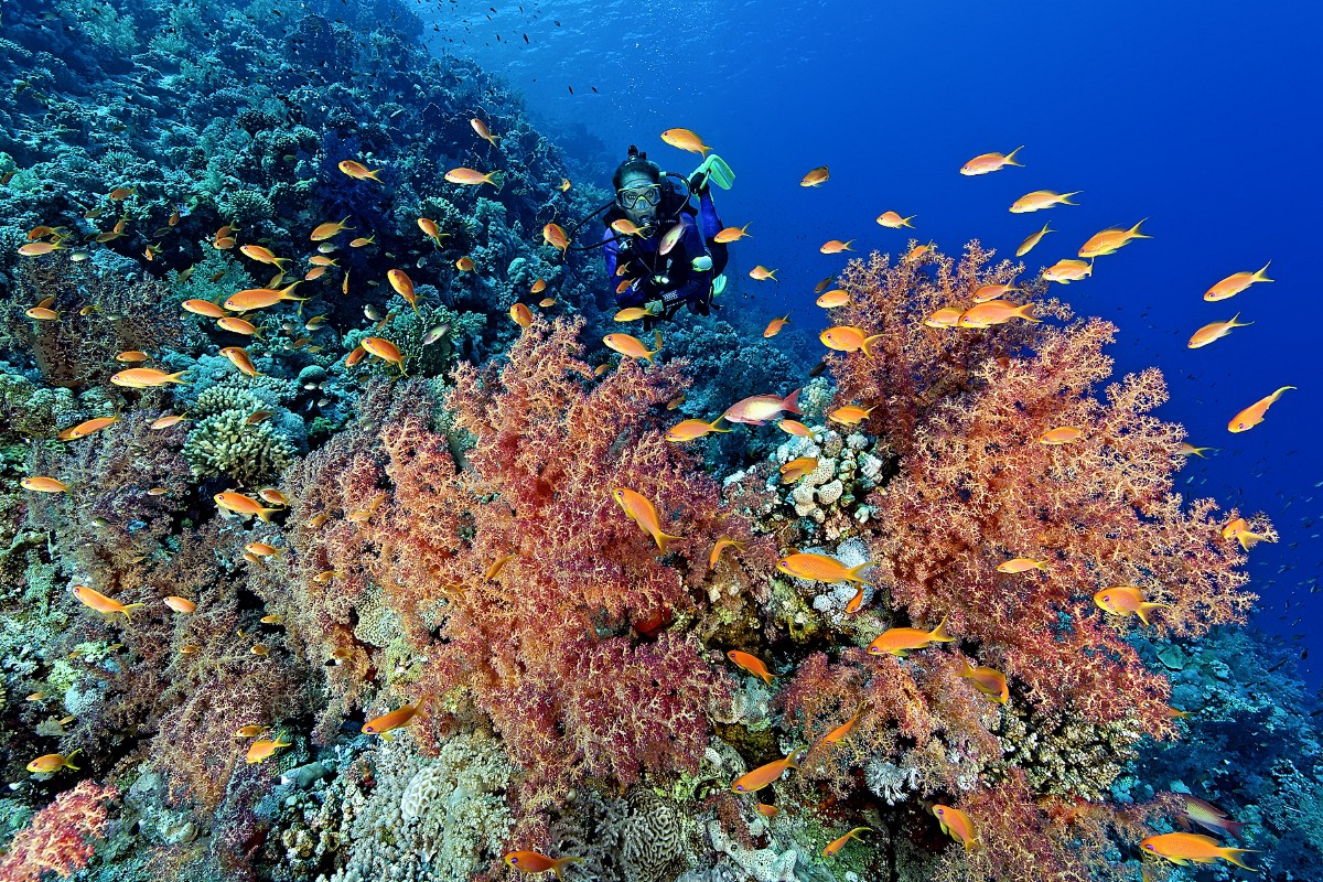 Thomas Reef