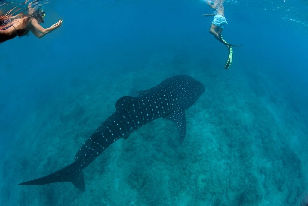 Whale shark