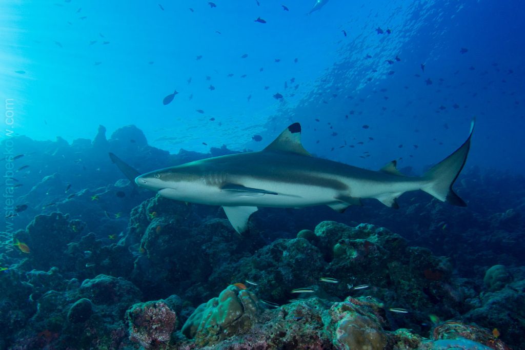 Shark