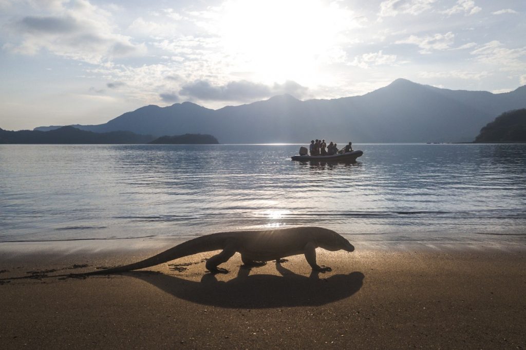 Komodo dragon on beach