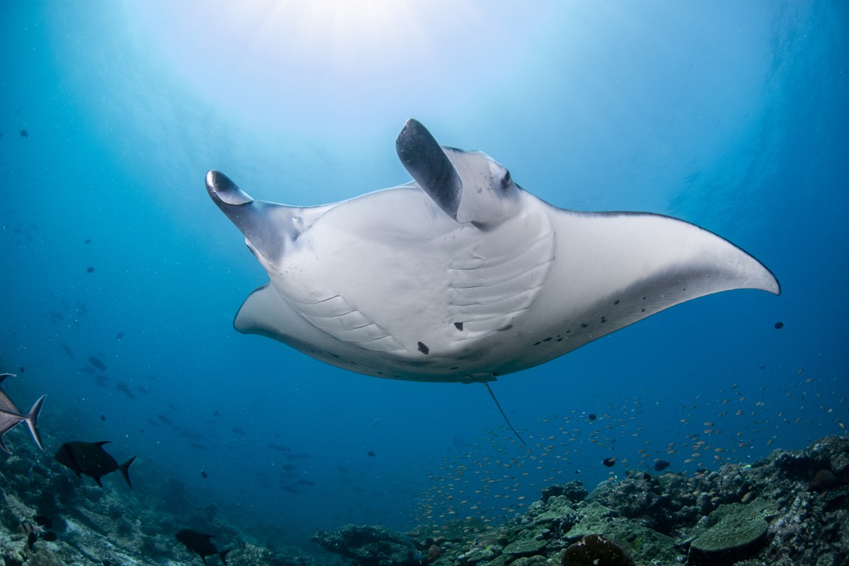 Manta