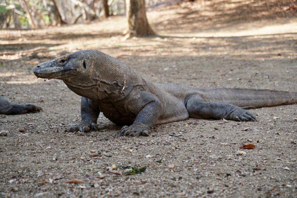 Komodo dragon