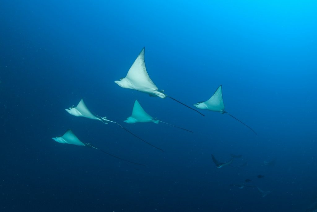 Eagle rays