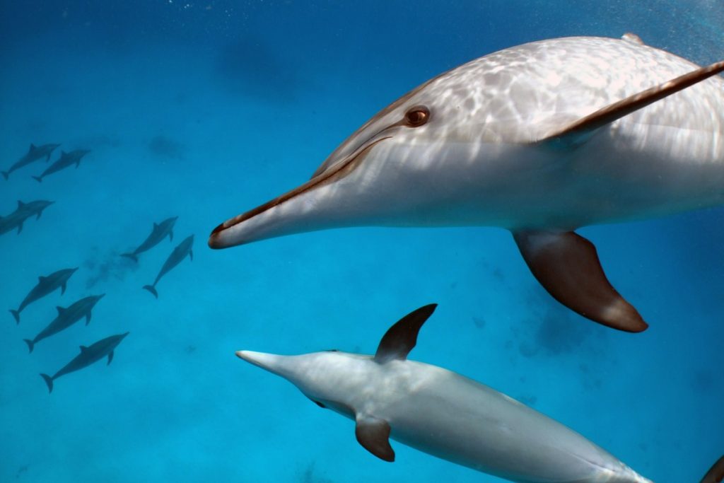 Dolphins