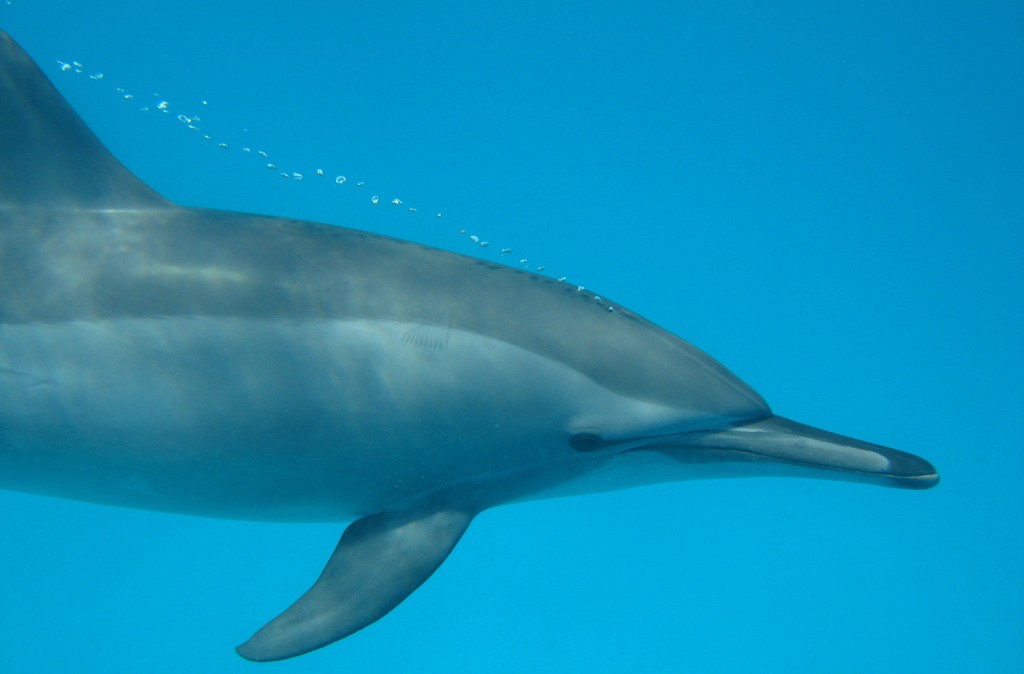 Dolphin