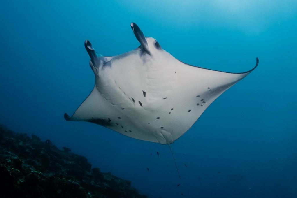 Manta