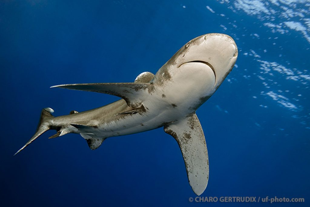 Oceanic white tip