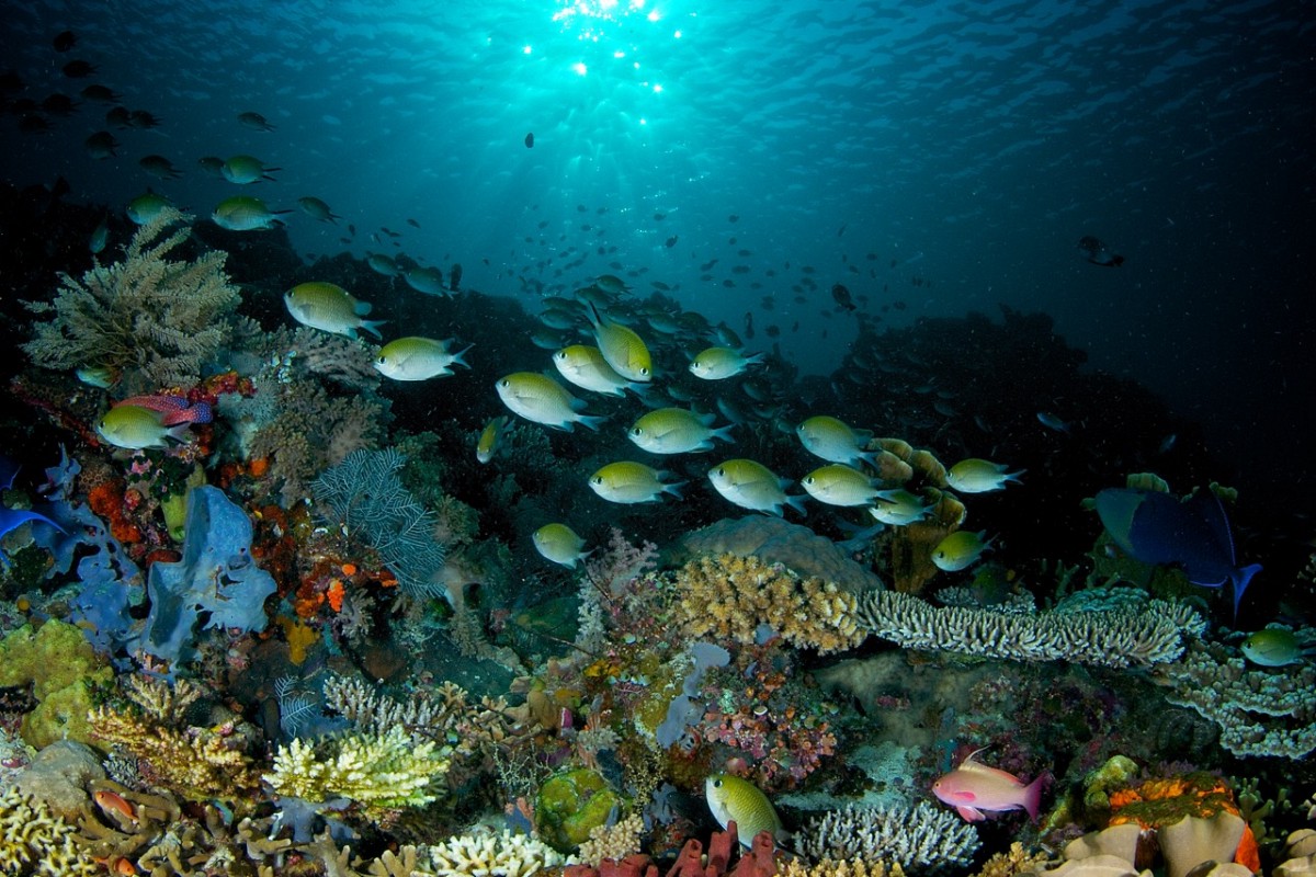 Komodo Reef