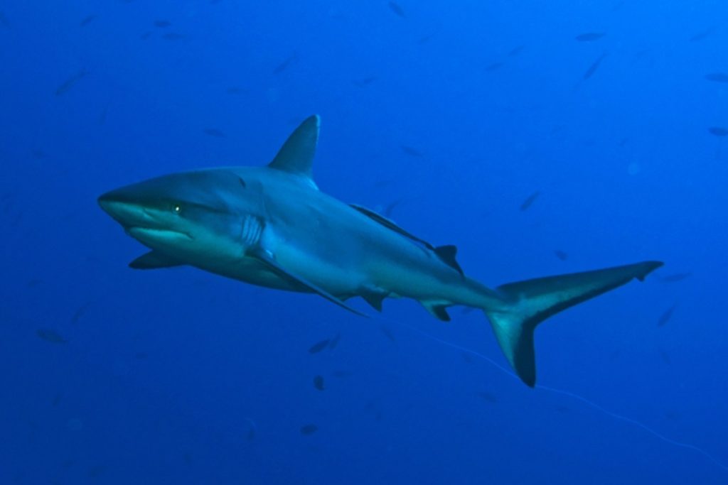 Grey Reef Shark