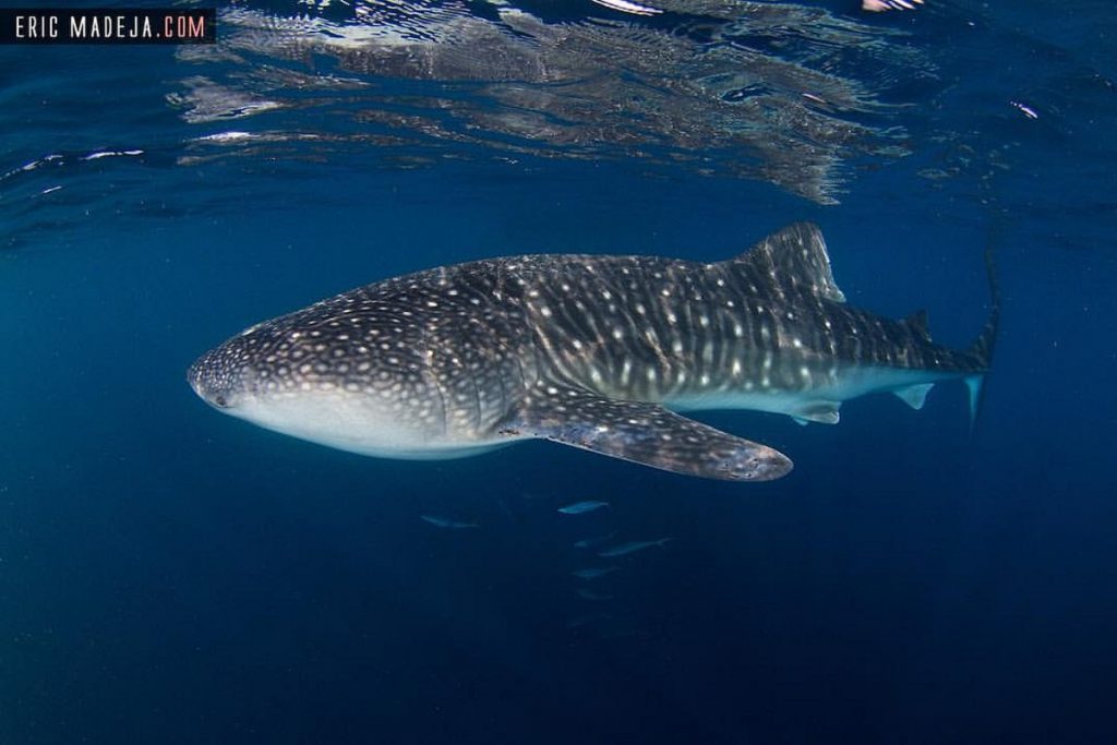 Whale shark