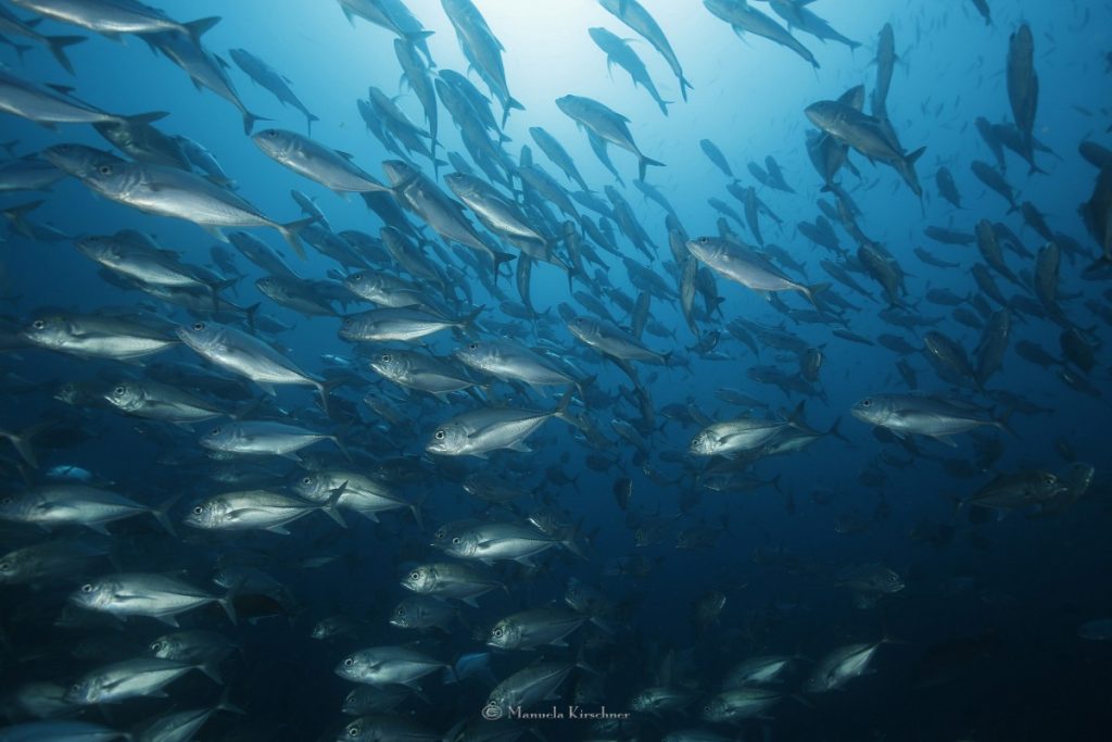 Banda Sea diving