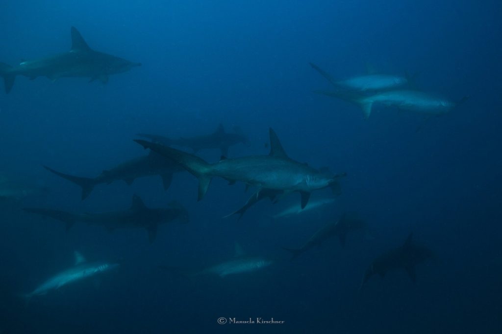 Hammerheads