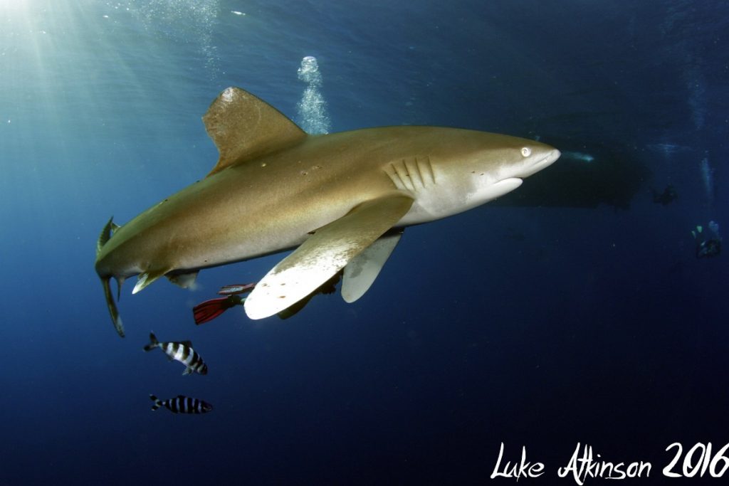 Oceanic white tip