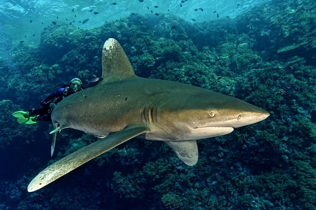 Oceanic Whitetip