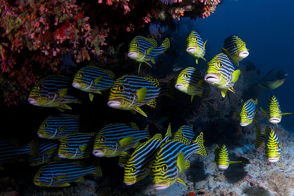 Oriental Sweetlips, North Male Atoll