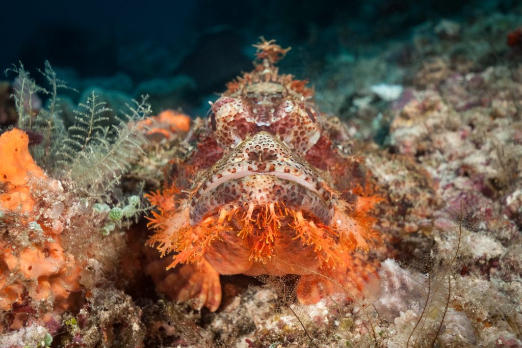 Bearded Scorpionfish