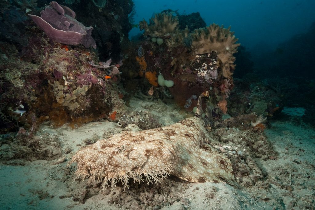 Wobbegong