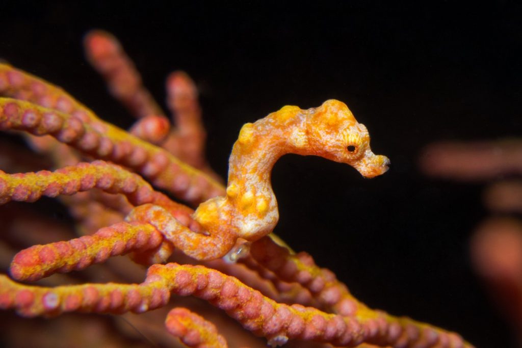 Pygmy Seahorse