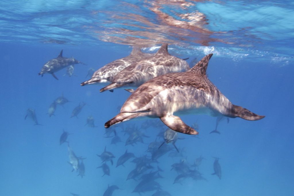 Spinner Dolphins