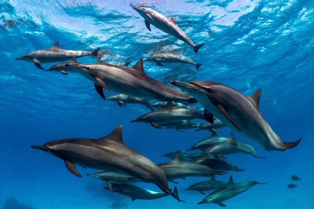 Spinner dolphins