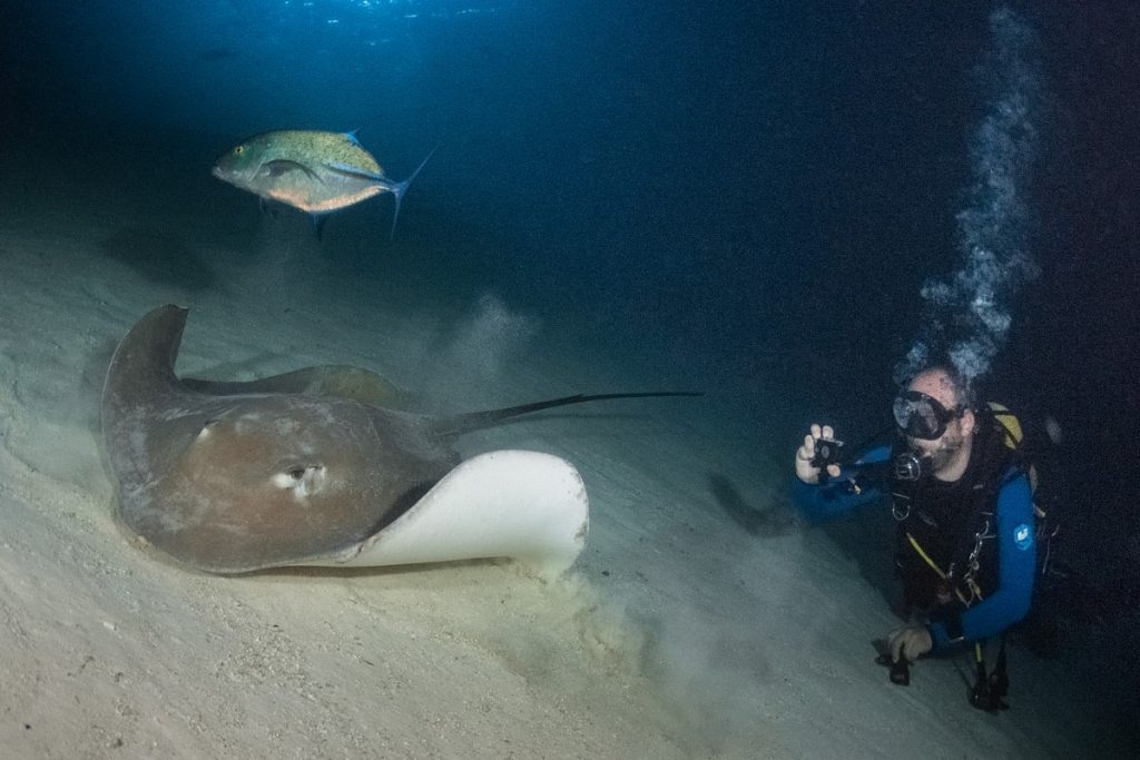 Stingray