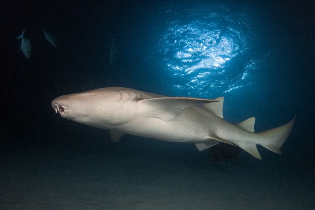 Nurse shark