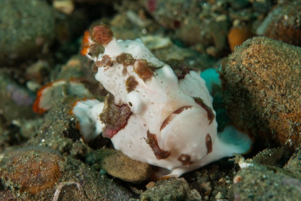 Frogfish