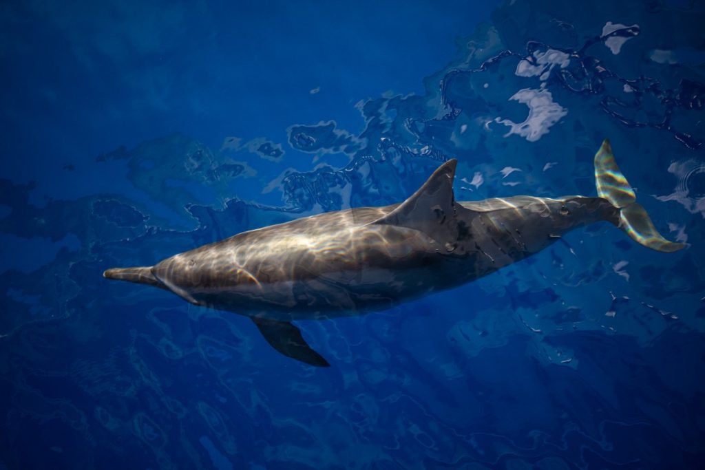 Spinner Dolphin, Alor