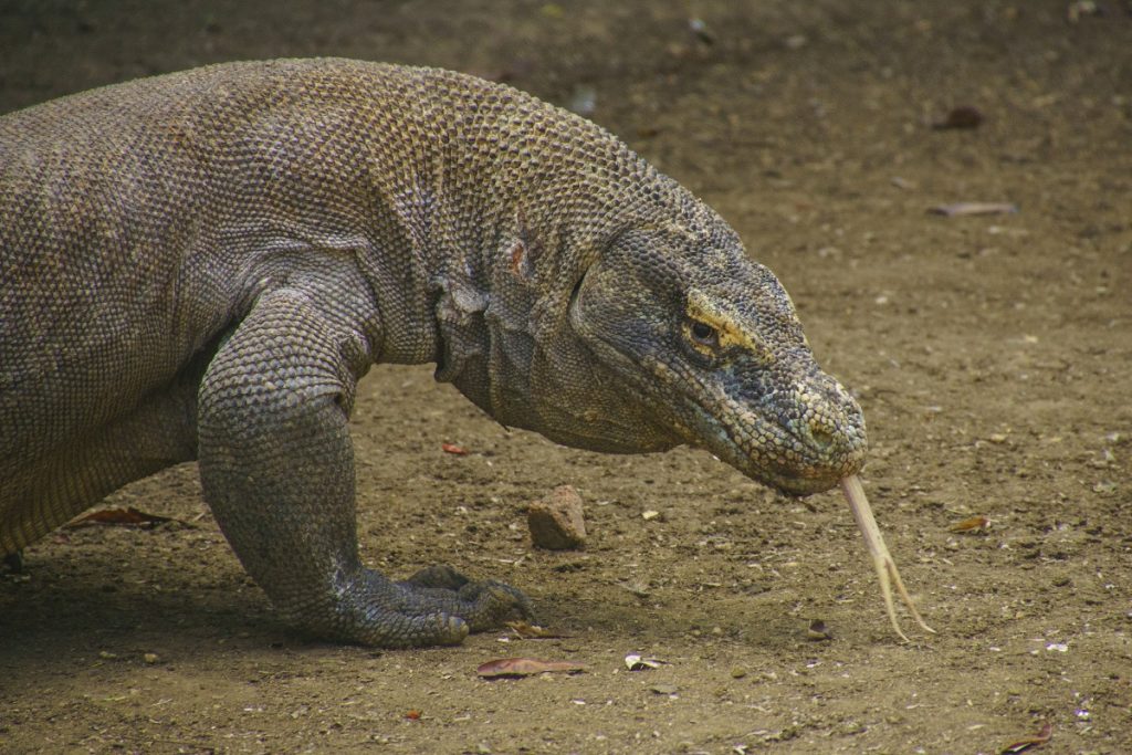 Komodo Dragon