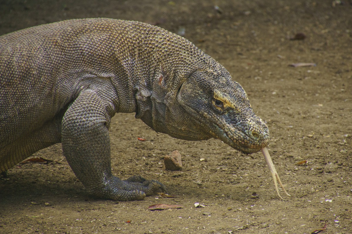 Komodo Dragon