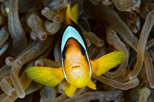 Red Sea Clownfish