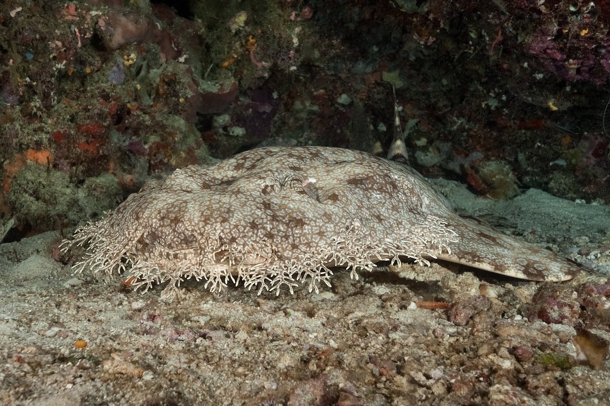 Wobbegong © Beate Lange