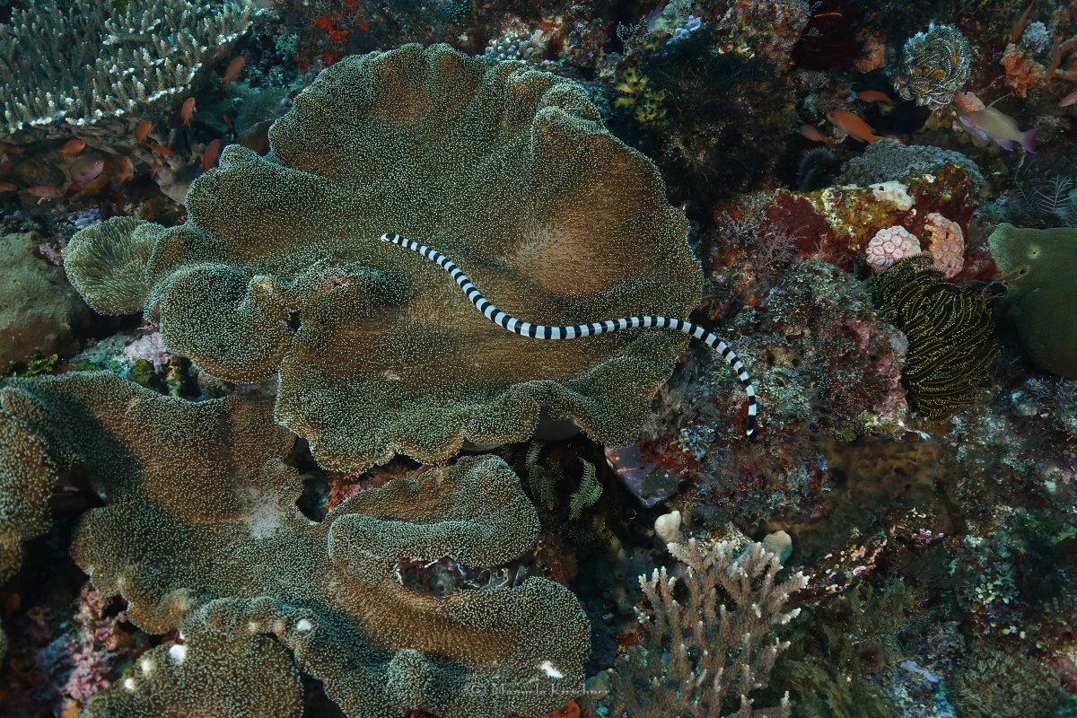 Sea snake