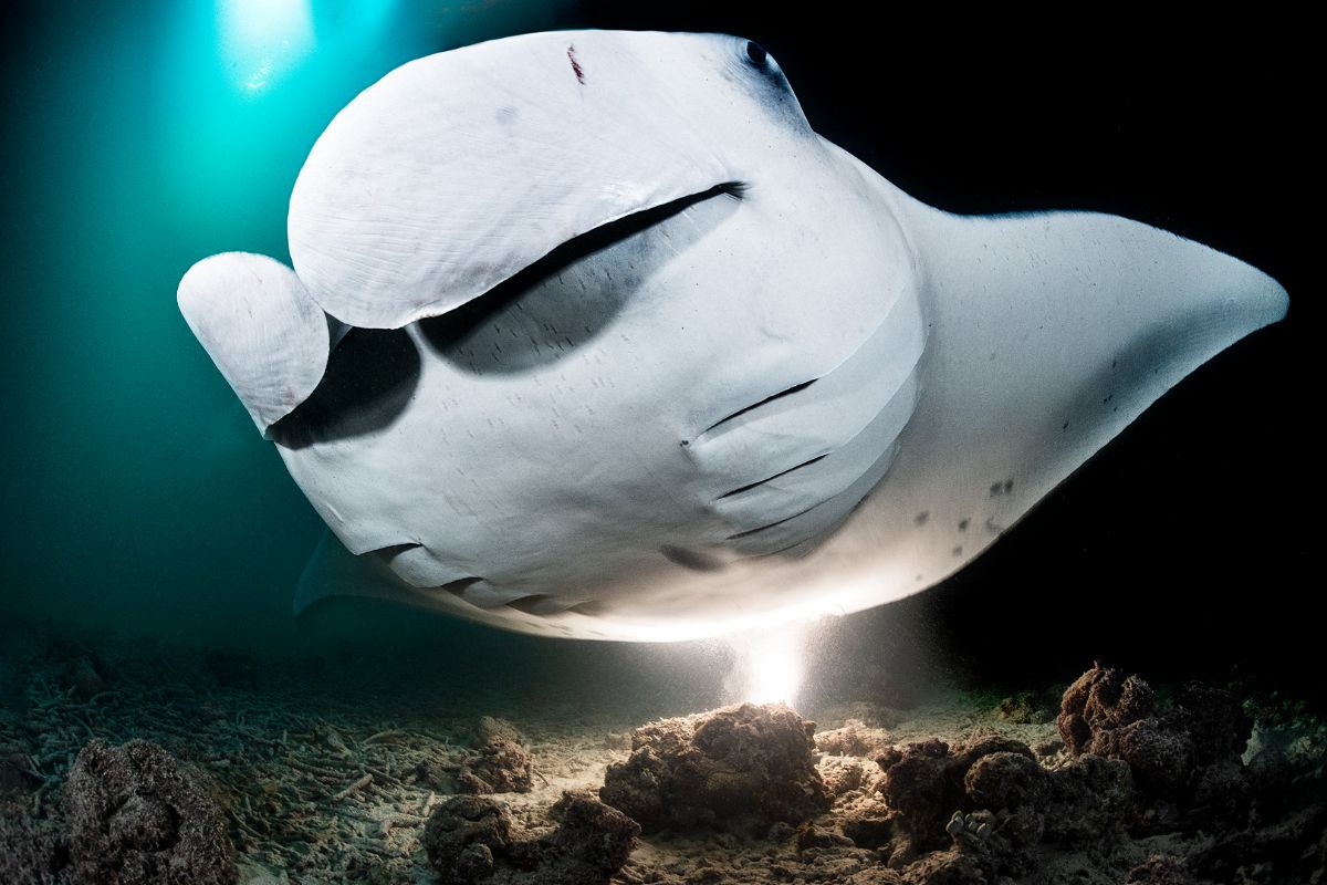 Manta feeding at night