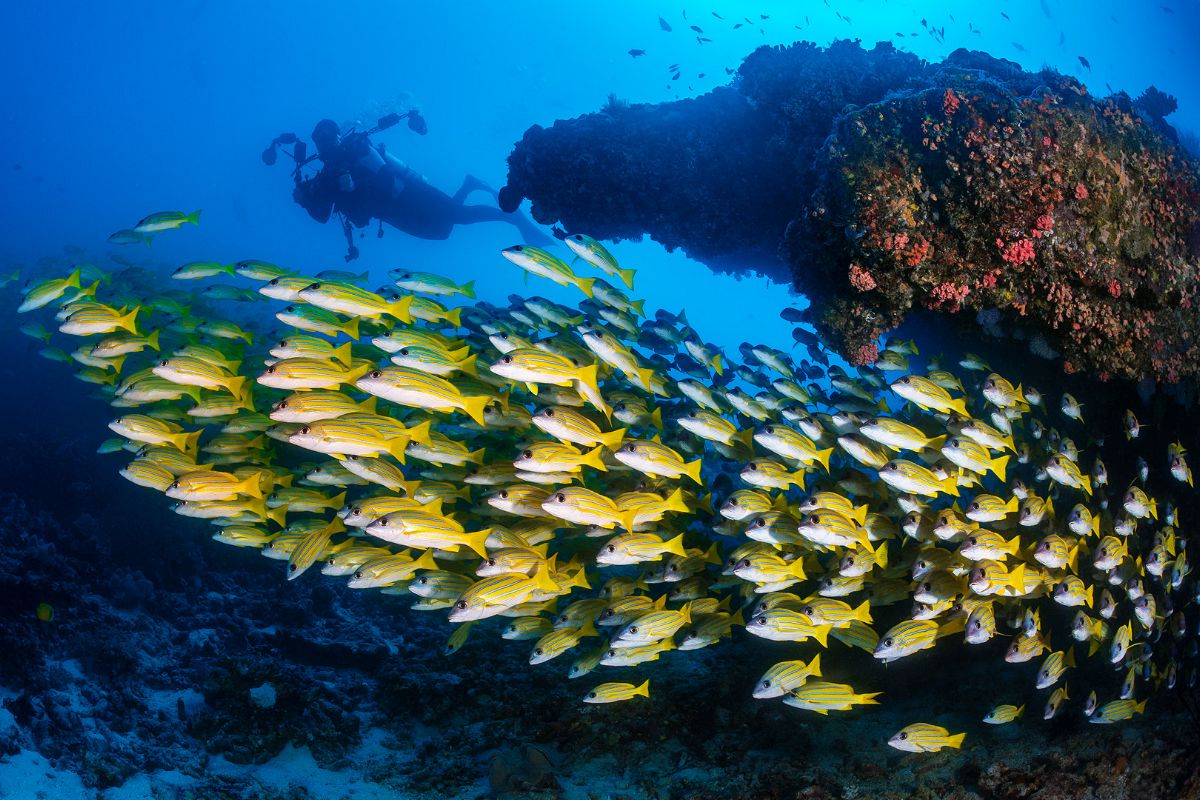 Dense schools of snappers are classic Maldives