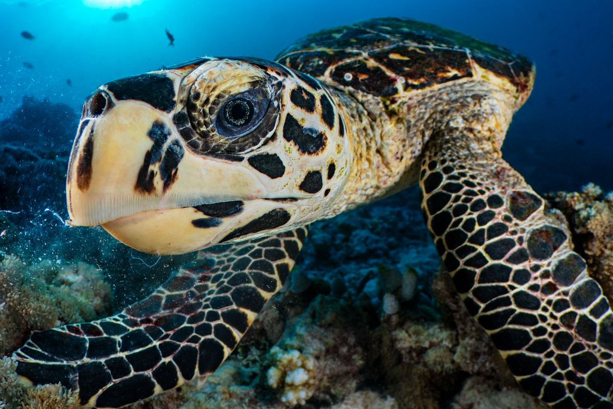 Friendly hawksbill turtle