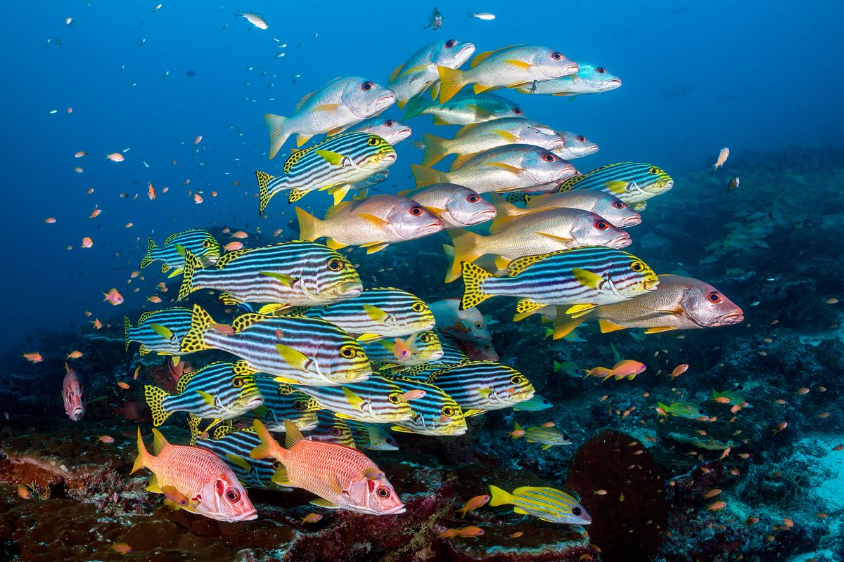 Fish, upon fish. Squirrelfish, sweetlips and snappers