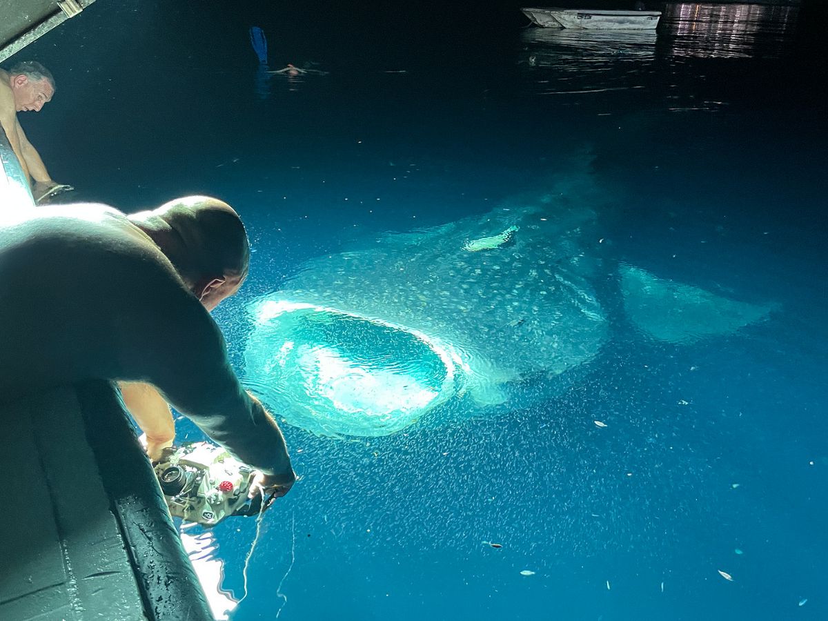 Alex and the gang photographing a whale shark at night